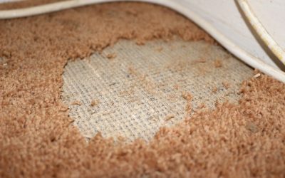 When to Replace Your Carpets